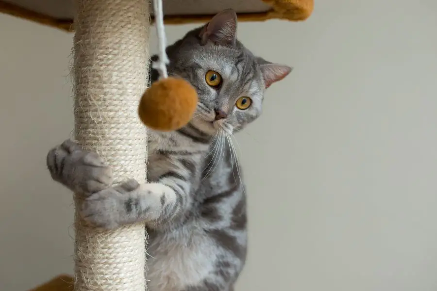 zabawki interaktywne dla kota - dlaczego koty potrzebują zabawek