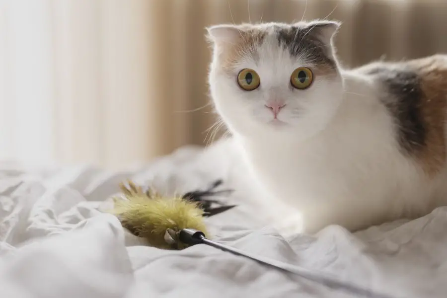 zabawki interaktywne dla kota - któe zabawki dla kota będą najlepsze